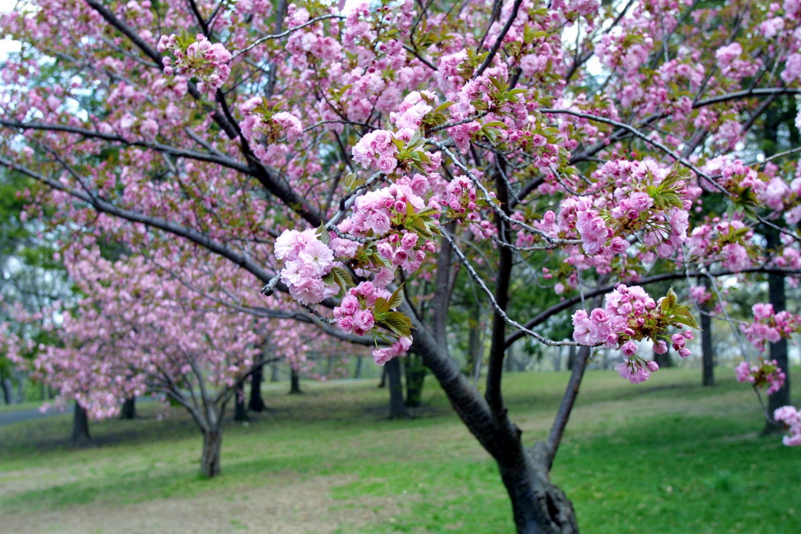 cherry-blossom-17-765499[1]