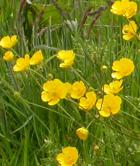 Meadow-buttercup-Ray-Woods[1]