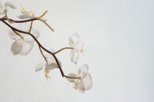 white_flowers_by_seekingdivinity[1]