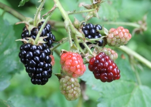 Ripe,_ripening,_and_green_blackberries[1]